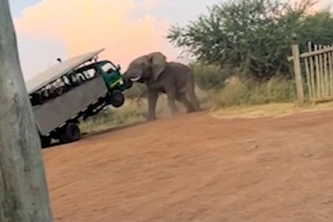 Η στιγμή που ελέφαντας σηκώνει στον αέρα λεωφορείο με τουρίστες